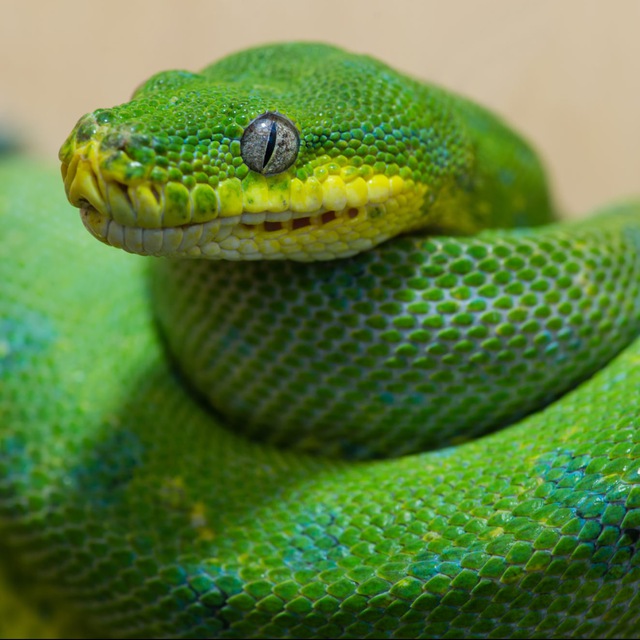 Разъяснивший Python
